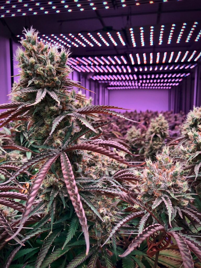 Tall cannabis plants in a grow room with purple lights.