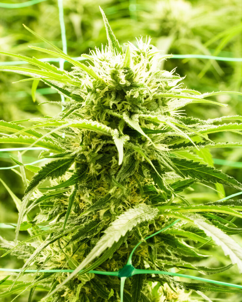 Close-up of a cannabis plant, Blue Dream.
