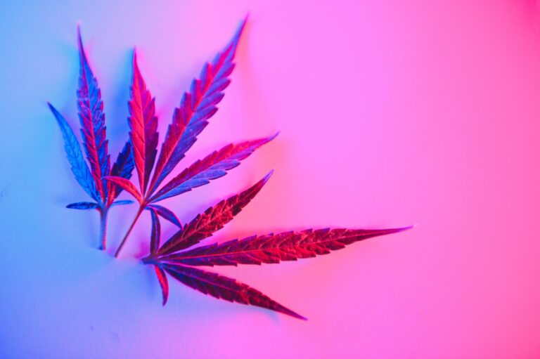 Three cannabis leaves on a flat surface with purple lighting.
