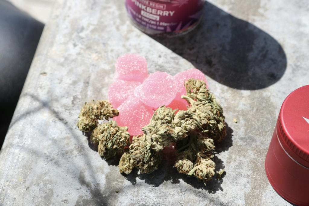 Pink live resin THC gummies and cannabis flower buds displayed next to a grinder and dispensary jar on a concrete surface, showing the products whose metabolites can remain detectable in drug tests for days to weeks