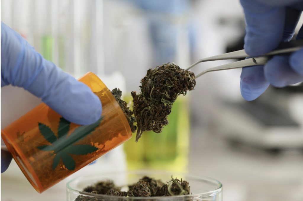 Lab technician in blue gloves using tweezers to examine cannabis flower from a prescription container, representing the quality testing and extraction process behind live resin and live rosin concentrates